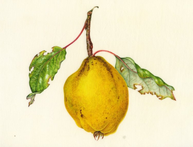 Ros Franklin Botanical Artist