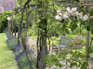 Court Farm Broadway Rose Archway